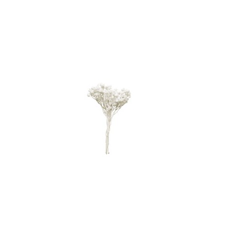 ÁRBOLES BLANCO 2-4 CM