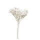 ÁRBOLES BLANCO 2-4 CM