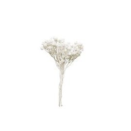ÁRBOLES BLANCO 2-4 CM